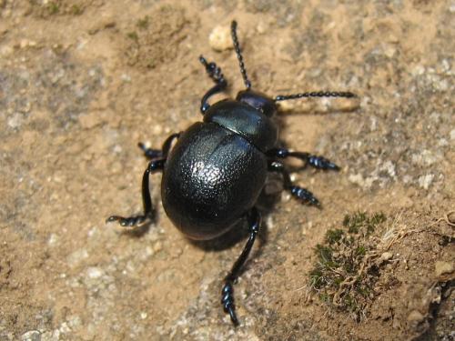 Timarcha goettingensis
