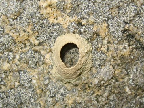 Eumenes sp.