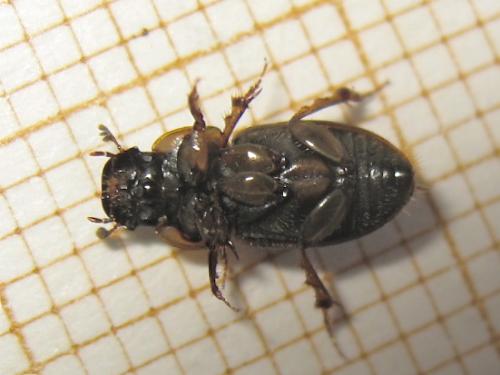 Réf. 151 295 : Melinopterus prodromus