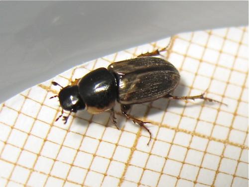 Réf. 151 296 : Melinopterus prodromus