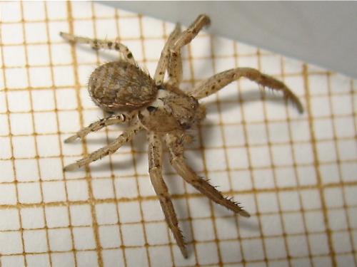 Xysticus sp.