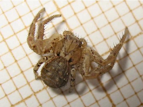 Xysticus sp.