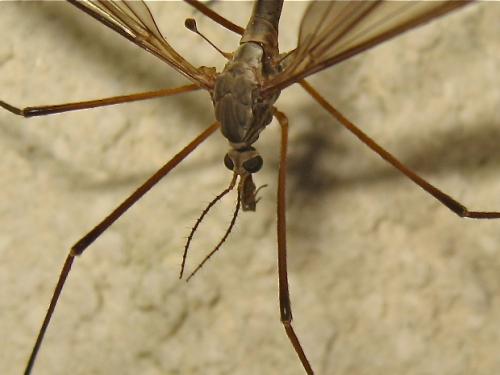 Tipula paludosa