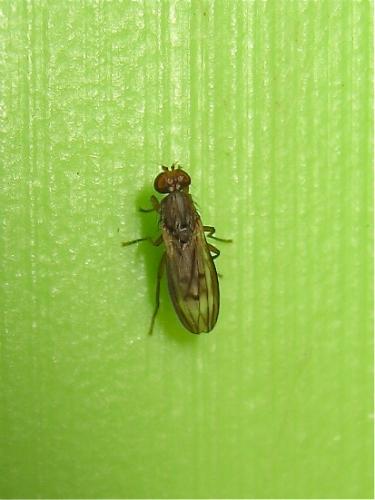 Opomyza germinationis