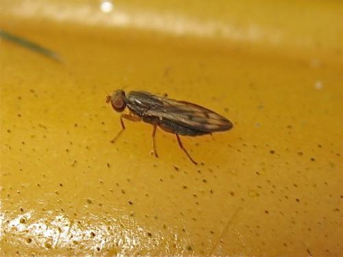 Réf. 151 555 : Opomyza germinationis