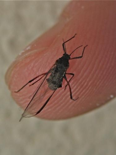 Réf. 151 486 : Tuberolachnus salignus