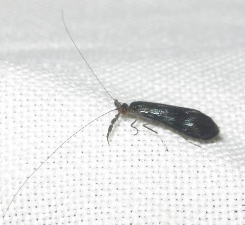 Réf. 151 576 : Mystacides sp.