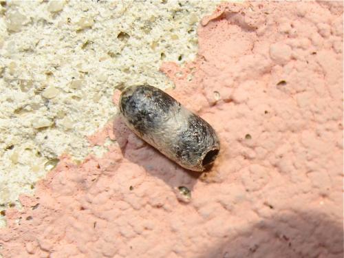 Réf. 151 827 : Campopleginae inconnu