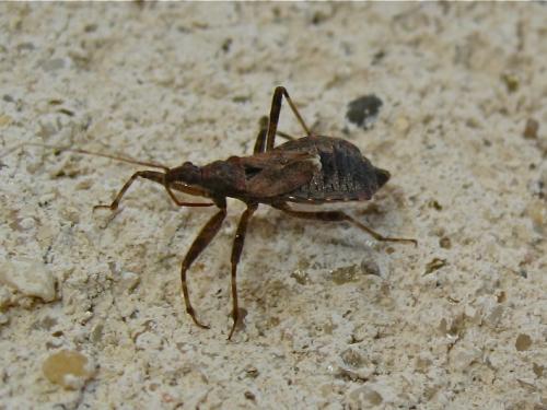 Himacerus apterus