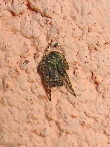 Réf. 151 567 : Gibbaranea gibbosa