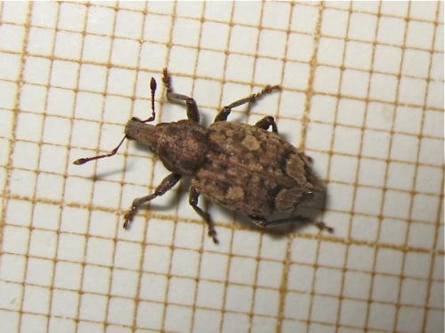 Graptus triguttatus