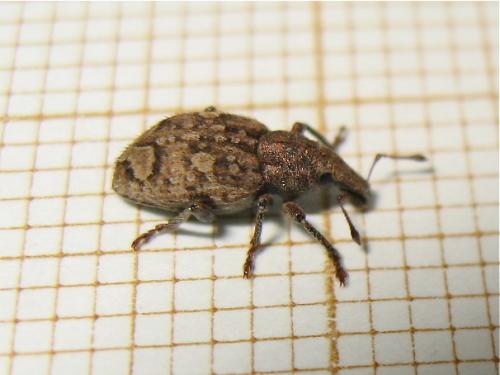 Graptus triguttatus