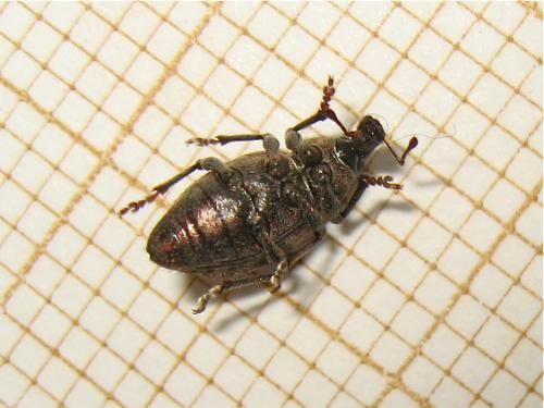 Graptus triguttatus