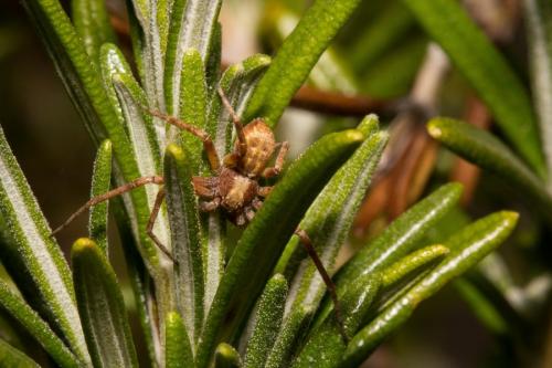 Philodromus sp.