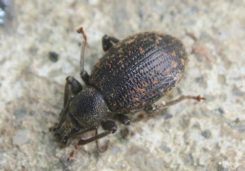 Réf. 151 146 : Otiorhynchus aurifer