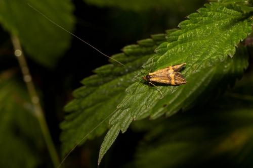 Nemophora degeerella