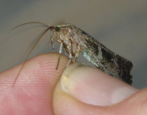 Glyphotaelius pellucidus