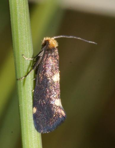 Réf. 151 171 : Incurvaria oehlmanniella