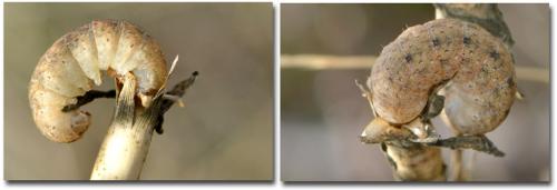 Hadena sp.