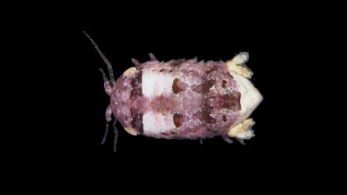 Réf. 151 312 : Cymodoce truncata