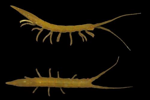 Réf. 151 482 : Stenosoma acuminatum