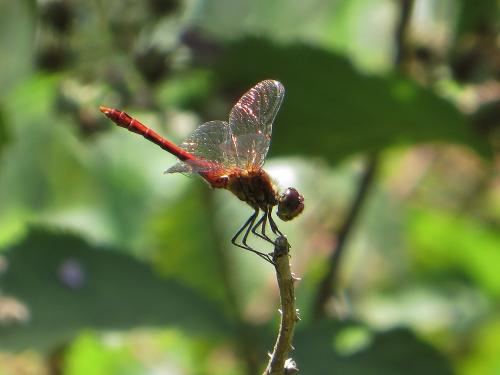Sympetrum sanguineum