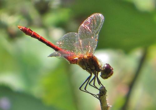 Sympetrum sanguineum