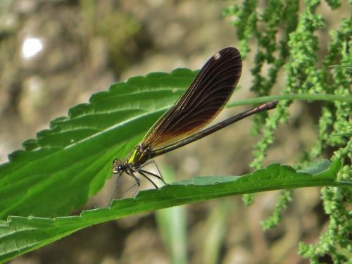 Calopteryx virgo