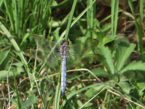 Orthetrum coerulescens