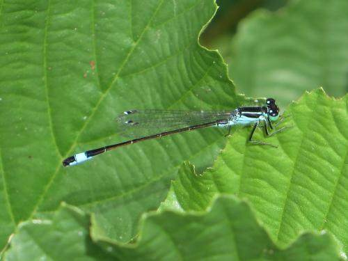 Ischnura elegans