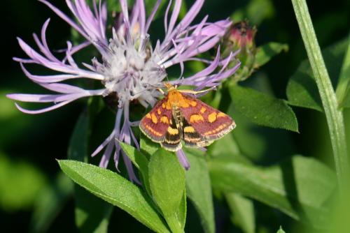 Réf. 151 459 : Pyrausta purpuralis
