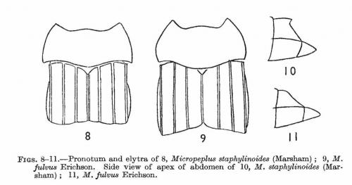 Micropeplus divers