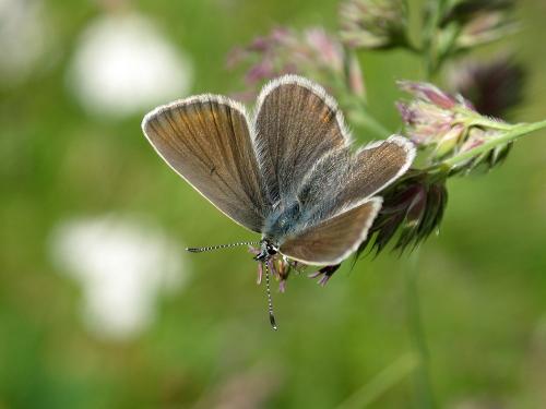 Aricia nicias