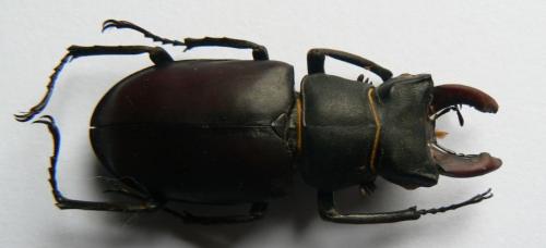 Réf. 151 633 : Lucanus cervus