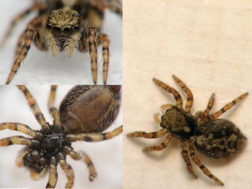 Réf. 151 218 : Pseudeuophrys lanigera