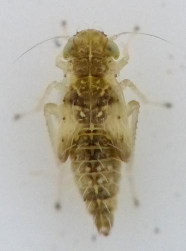 Réf. 151 265 : Eupteryx decemnotata