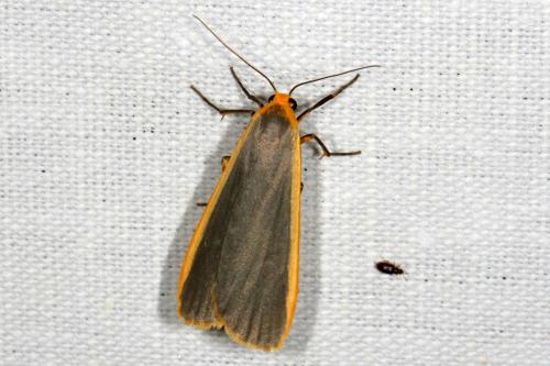 Réf. 151 516 : Eilema sp.
