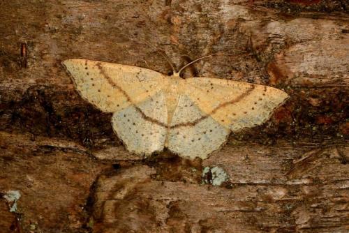 Réf. 151 317 : Cyclophora punctaria