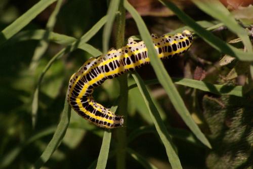 Calophasia lunula