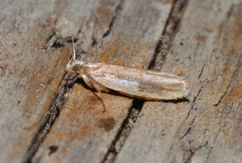 Réf. 151 839 : Ypsolopha parenthesella