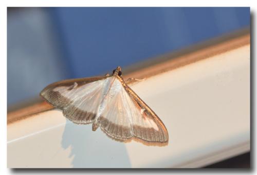 Cydalima perspectalis