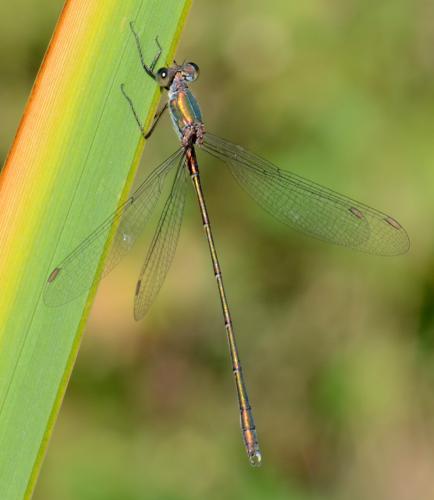 Chalcolestes viridis