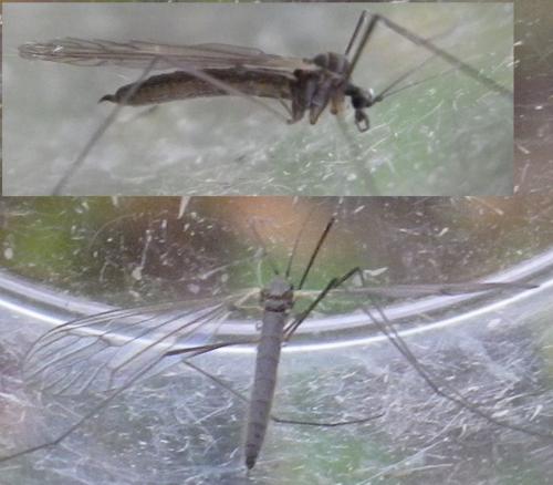 Trichocera sp.