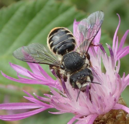 Lithurgus chrysurus