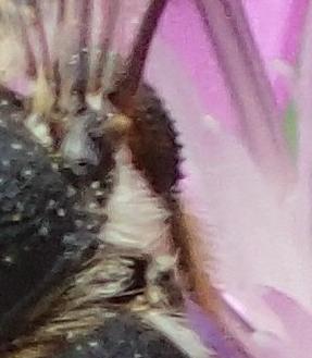 Lithurgus chrysurus