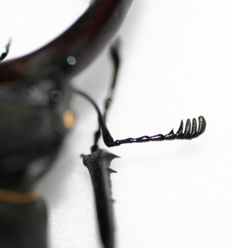 Lucanus cervus