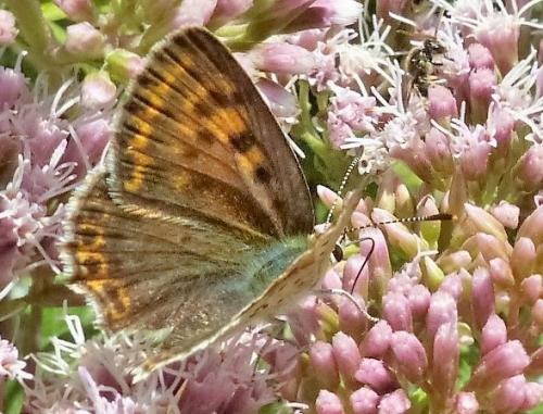 Réf. 151 092 : Lycaena tityrus