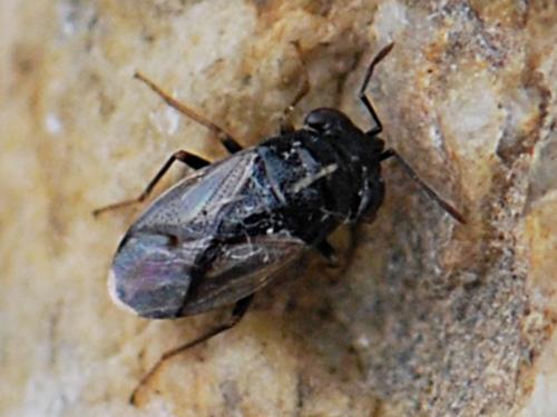 Réf. 151 563 : Geocoris lineola