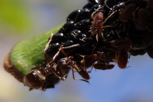 Lasius sp.