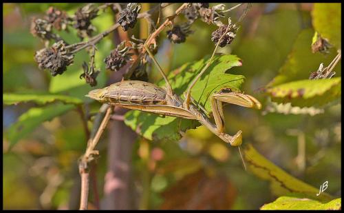 Réf. 151 236 : Mantis religiosa